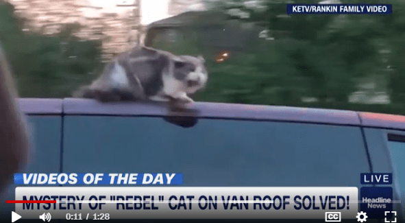 走る車の屋根に猫、運転手気づかず